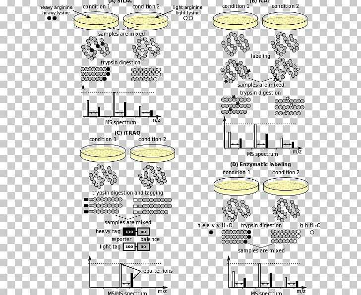 Mass Spectrometry Quantitative Proteomics Isotope-coded Affinity Tag Isobaric Tag For Relative And Absolute Quantitation PNG, Clipart, Angle, Area, Brand, Chromatography, Diagram Free PNG Download