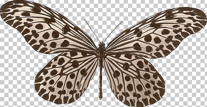 Butterfly Beetle Idea Leuconoe Idea Lynceus Idea Stolli PNG, Clipart, Animals, Arthropod, Blue Butterfly, Brush Footed Butterfly, Butterflies Free PNG Download