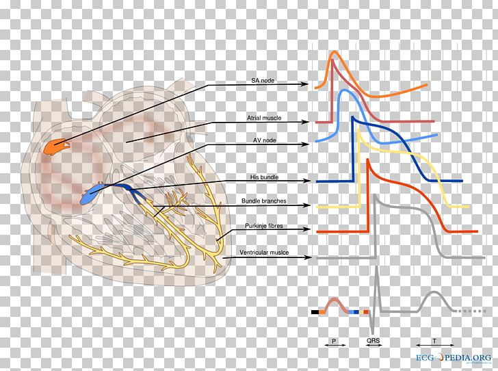 PR Interval Atrioventricular Node Electrocardiography Heart Block Right Bundle Branch Block PNG, Clipart, Angle, Area, Artificial Cardiac Pacemaker, Atrioventricular Block, Atrioventricular Node Free PNG Download