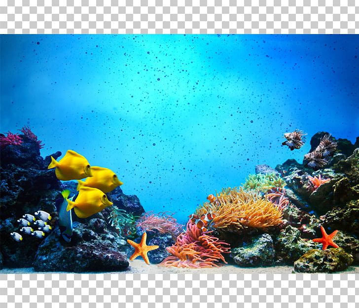 Underwater Coral Reef Fish Photography PNG, Clipart, Aquarium, Aquarium Decor, Aquarium Lighting, Canvas Print, Color Free PNG Download