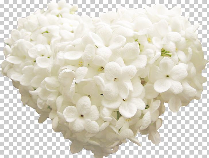 White Flower PNG, Clipart, Animaatio, Chart, Cicek Resimleri, Commodity, Data Compression Free PNG Download