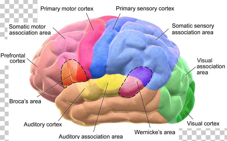 Cerebral Cortex Broca's Area Lobes Of The Brain Wernicke's Area PNG, Clipart,  Free PNG Download