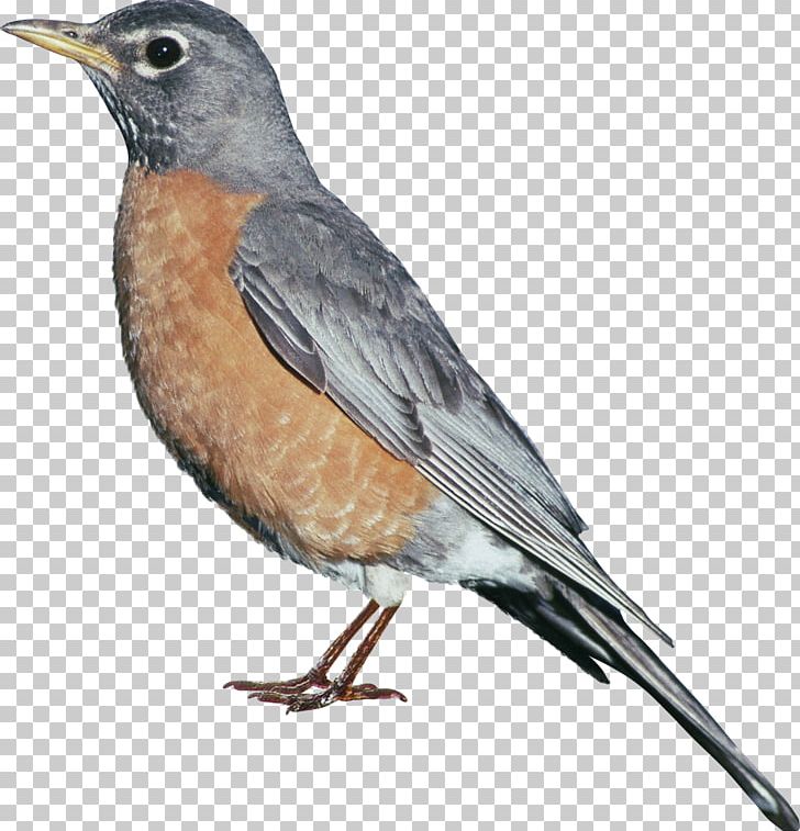 European Robin Bird Passerine Euclidean PNG, Clipart, American Sparrows, Animals, Beak, Bird Cage, Bird Nest Free PNG Download