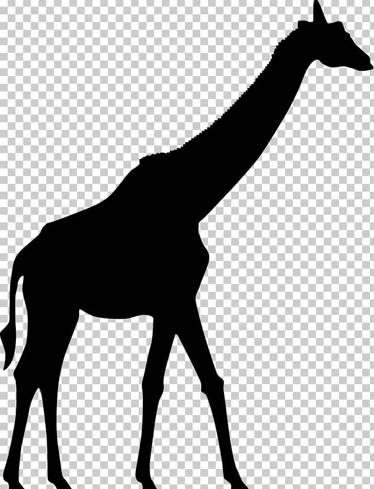 Giraffe Silhouette PNG, Clipart, Animals, Black And White, Colt, Drawing, Giraffidae Free PNG Download