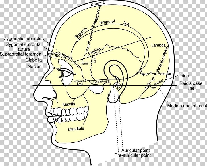 Gray's Anatomy Skull Nasion Head And Neck Anatomy PNG, Clipart,  Free PNG Download