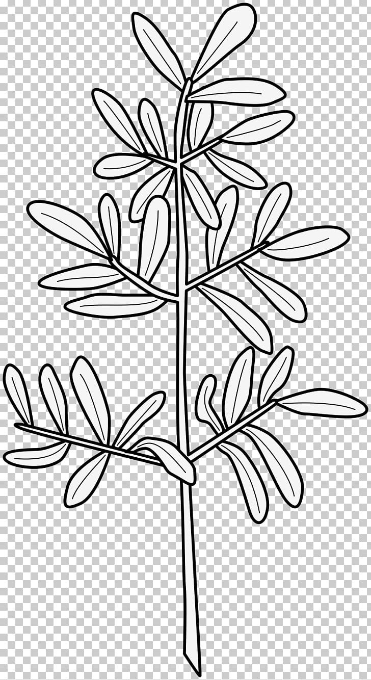 Twig Medicinal Plants Leaf Flower Png Clipart Angle Black And White Branch Common Rue Cut Flowers