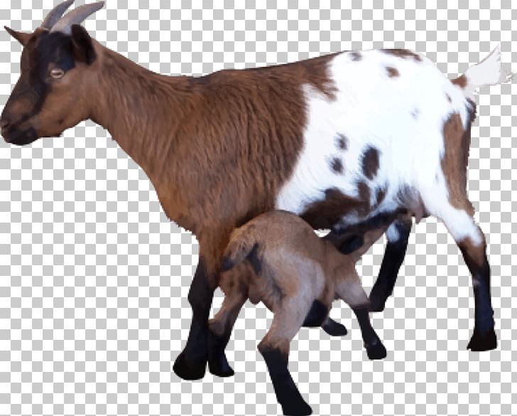 Goat Portable Network Graphics Sheep PNG, Clipart, Animals, Cattle Like Mammal, Computer Icons, Cow Goat Family, Data Free PNG Download