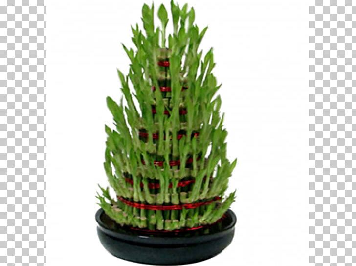 Lucky Bamboo Houseplant PNG, Clipart, Bamboo, Bonsai, Christmas Decoration, Christmas Ornament, Christmas Tree Free PNG Download