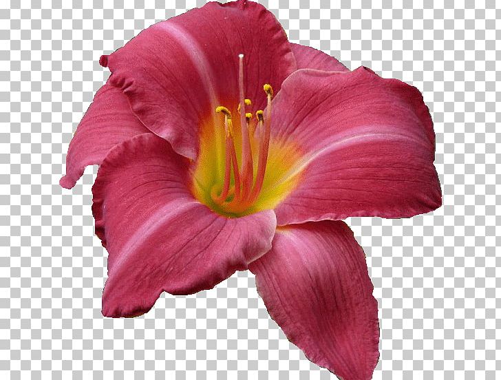 Petal Cut Flowers Pink M PNG, Clipart, Bahar Cicekleri, Cicek Gorselleri, Cut Flowers, Daylily, Flower Free PNG Download