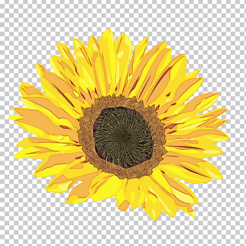 Royalty-free Garden Horticulture Close-up PNG, Clipart, Closeup, Flower, Garden, Horticulture, Paint Free PNG Download