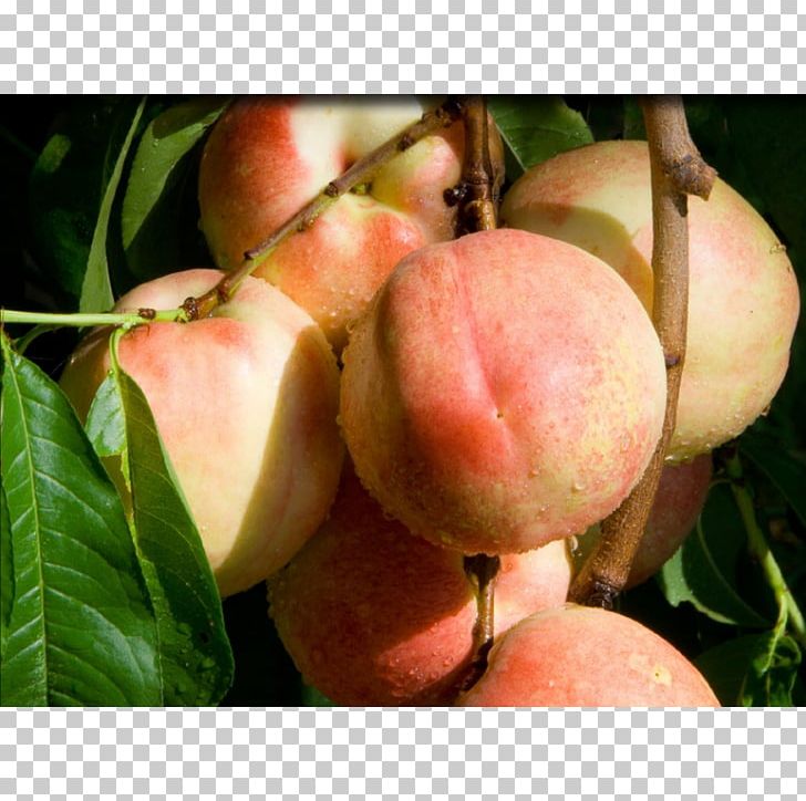 Apricot Saturn Peach Fruit Tree Nectarine PNG, Clipart, Apple, Apricot, Color, Fantasia, Food Free PNG Download