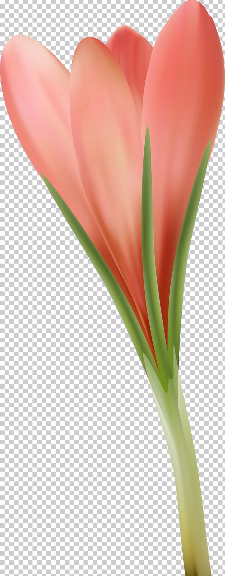 Close-up Plant Stem PNG, Clipart, Closeup, Closeup, Crocus, Flower, Flowering Plant Free PNG Download
