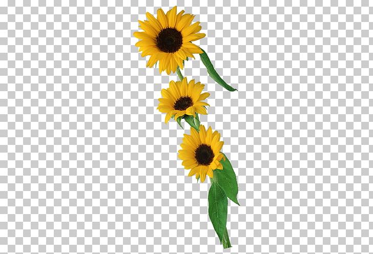 Common Sunflower Floral Design Cut Flowers Sunflower Seed PNG, Clipart, Common Sunflower, Daisy Family, Floristry, Flower, Flower Arranging Free PNG Download