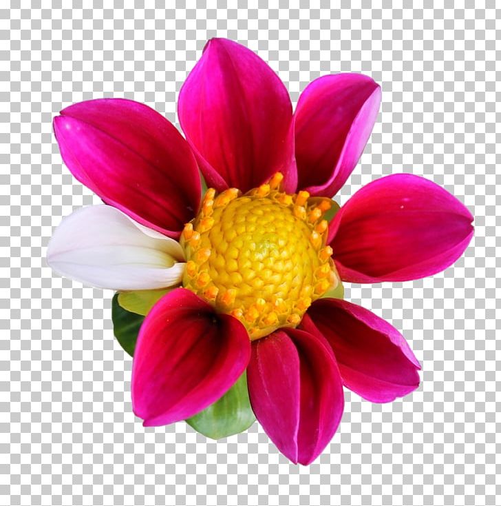 Dahlia Cut Flowers Petal Plant PNG, Clipart, Annual Plant, Chrysanthemum, Chrysanths, Common Daisy, Cut Flowers Free PNG Download