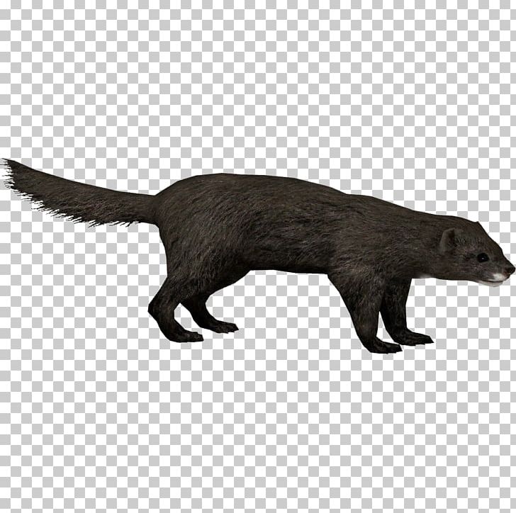 European Pine Marten Mustelids Mink Mammal Zoo Tycoon 2 PNG, Clipart, American Marten, Animal, Carnivora, Carnivoran, Dog Like Mammal Free PNG Download