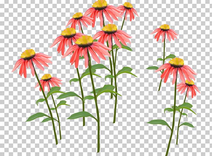 Flower Petal PNG, Clipart, Car, Common Daisy, Coneflower, Cut Flowers, Daisy Free PNG Download