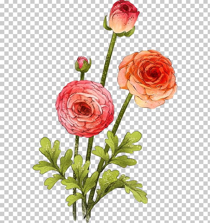 Garden Roses Beach Rose Centifolia Roses Flower Gouache PNG, Clipart, Artificial Flower, Flower Arranging, Flowers, Handpainted Flowers, Handpainted Roses Free PNG Download