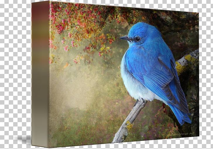 Eastern Bluebird Mountain Bluebird Western Bluebird Work Of Art PNG, Clipart, Art, Beak, Bird, Blue, Bluebird Free PNG Download
