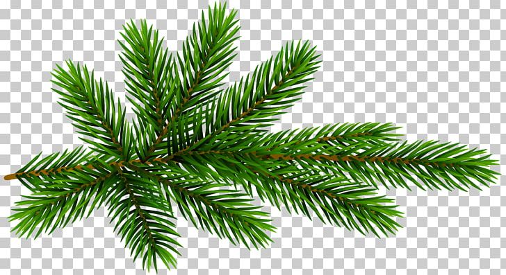 Fir Pine PNG, Clipart, Branch, Christmas, Christmas Ornament, Christmas Tree, Clip Free PNG Download