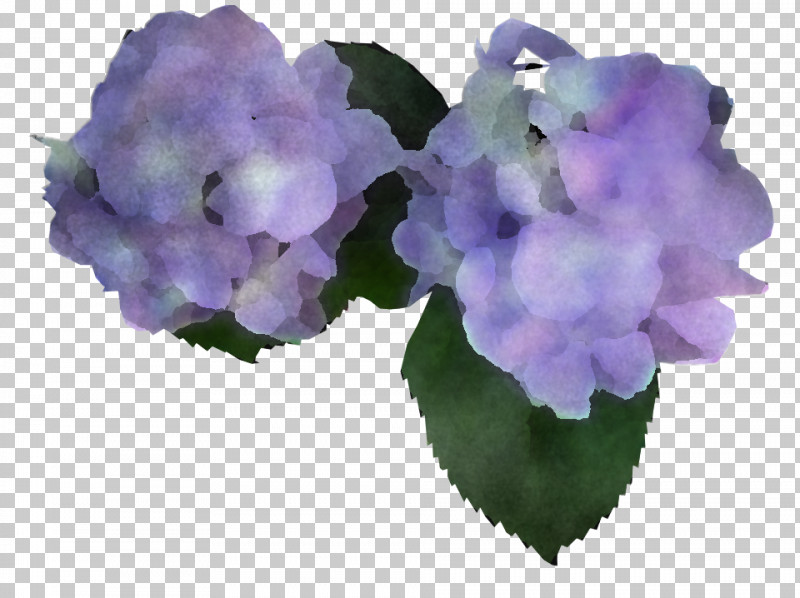 Lavender PNG, Clipart, Cornales, Flower, Hydrangea, Hydrangeaceae, Lavender Free PNG Download