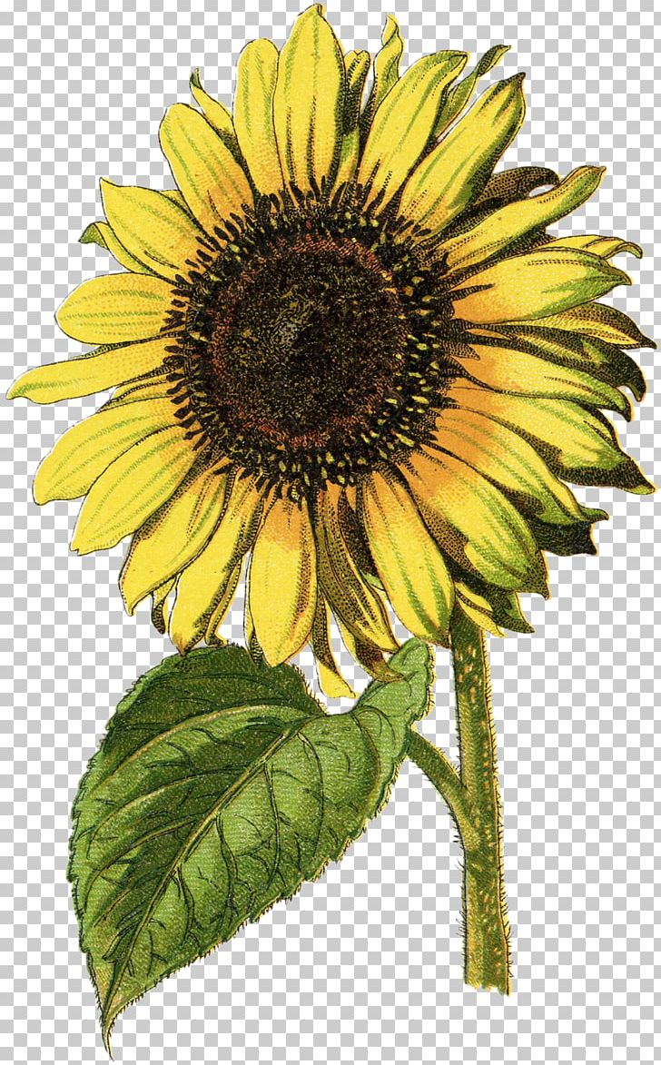 Common Sunflower Sunflower Seed Oak Annual Plant PNG, Clipart, Annual Plant, Common Sunflower, Daisy Family, Etsy, Flower Free PNG Download