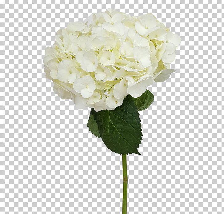 French Hydrangea Cut Flowers PNG, Clipart, Artificial Flower, Cornales, Cut Flowers, Floral Design, Flower Free PNG Download
