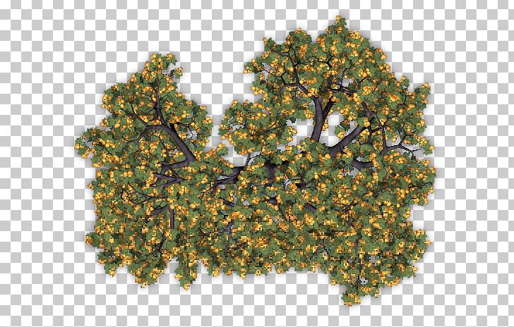 Fruit Tree Auglis Apricot PNG, Clipart, Apricot, Apricot Brandy, Auglis, Blueberry, Fruit Free PNG Download