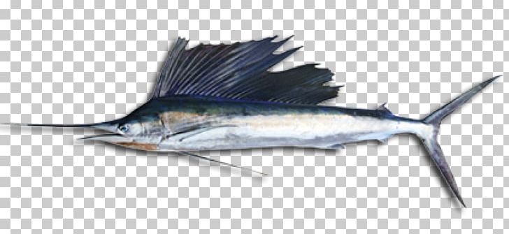 Swordfish Sailfish Fishing Oily Fish PNG, Clipart, Animals, Billfish, Bony Fish, Cod, Fauna Free PNG Download