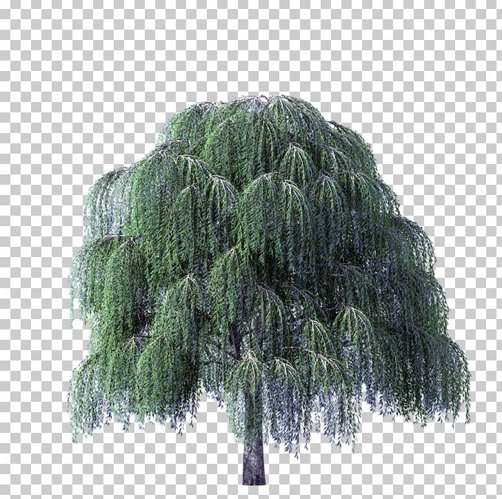 Weeping Willow Weeping Golden Willow Salix Nigra Salix Alba Tree PNG, Clipart, Conifer, Deciduous, Drawing, Evergreen, Golden Willow Free PNG Download