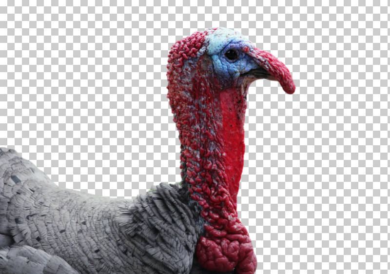 Wild Turkey Domestic Turkey Turkey Beak PNG, Clipart, Beak, Biology, Birds, Domestication, Domestic Turkey Free PNG Download