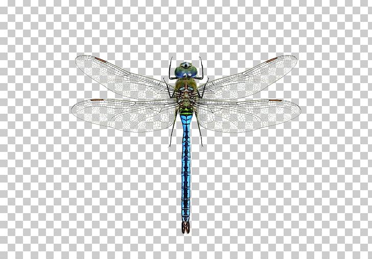 A Dragonfly? Mosquito Pterygota Halloween Pennant PNG, Clipart, Arthropod, Celithemis, Dragonflies And Damseflies, Dragonfly, Insect Free PNG Download