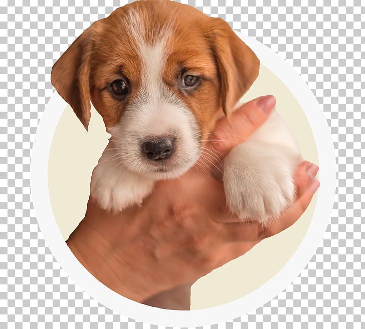 American Foxhound Dog Breed English Foxhound Harrier Beagle PNG, Clipart, American Foxhound, Animals, Black And Tan Coonhound, Breed, Carnivoran Free PNG Download