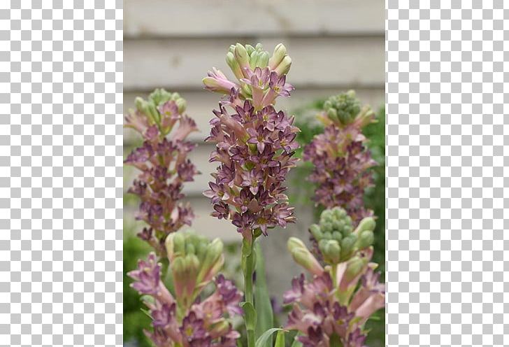 English Lavender Tuberose Bulb Lavandula Dentata Plant PNG, Clipart, Agavoideae, Broomrape, Bulb, Cinderella, Color Free PNG Download