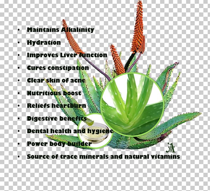 Plant Stem Aloe Vera Aquarium PNG, Clipart, Aloe, Aloe Vera, Aloe Vera Juice, Aquarium, Aquarium Decor Free PNG Download