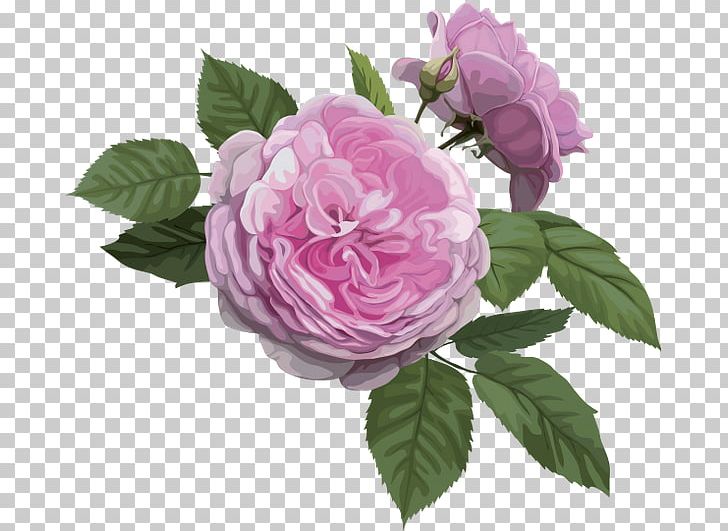 Rosa Chinensis Best Roses Garden Roses PNG, Clipart, Best Roses, Cut Flowers, Floribunda, Flower, Flowering Plant Free PNG Download
