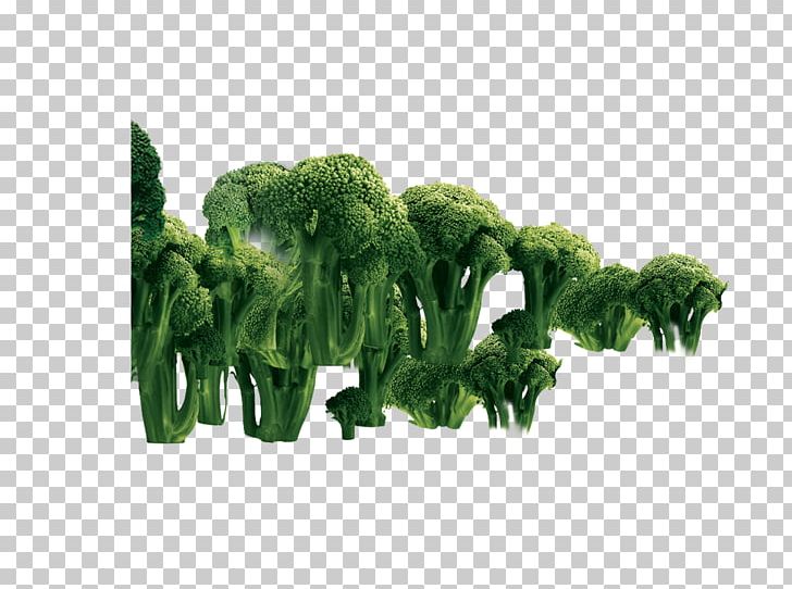 Broccoli Vegetable PNG, Clipart, Broccoli, Broccoli 0 0 3, Broccoli Art, Broccoli Dog, Broccoli Sketch Free PNG Download