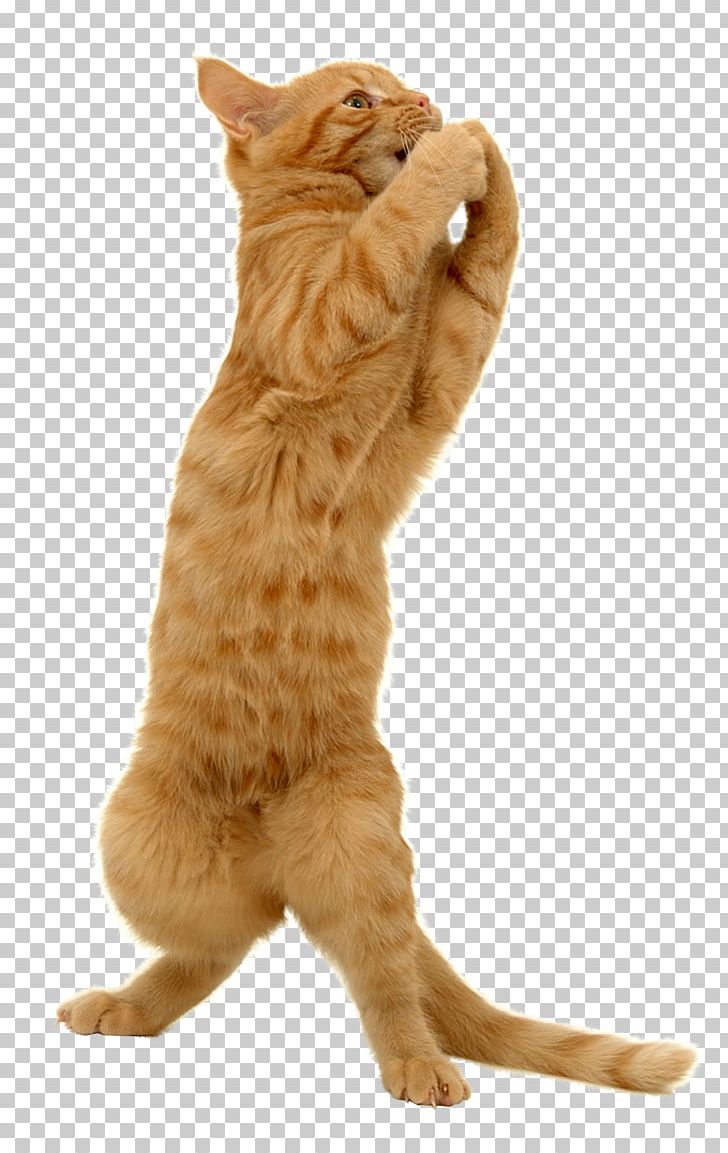 Cat Kitten Felidae Dog Trumpet PNG, Clipart, 247sportscom, Animals, Carnivoran, Cat, Cat Like Mammal Free PNG Download