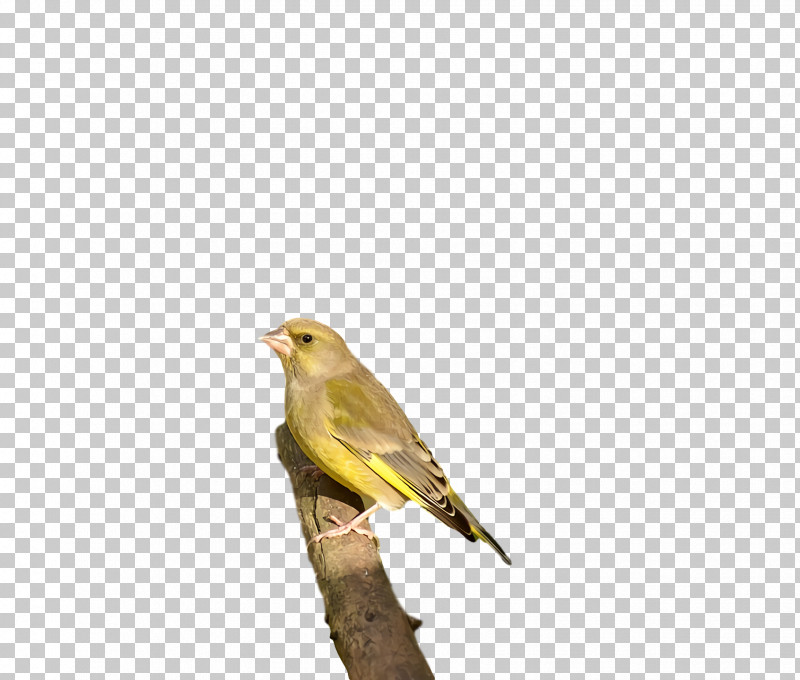 Feather PNG, Clipart, Beak, Bunting, Feather, Old World Orioles, Ortolan Bunting Free PNG Download