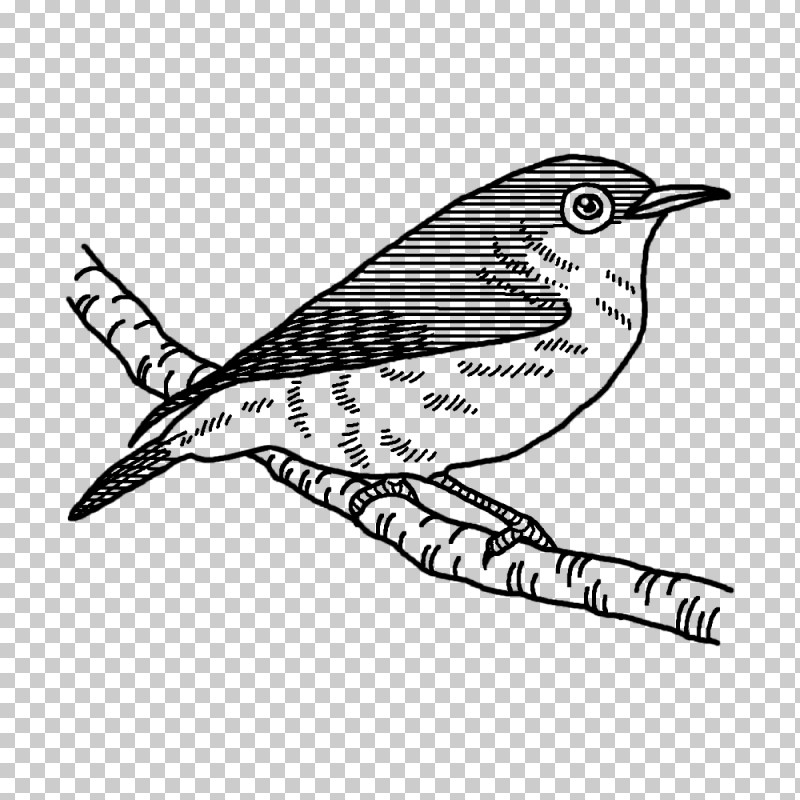 Feather PNG, Clipart, Beak, Cuckoos, Cuculiformes, Feather, Line Art Free PNG Download