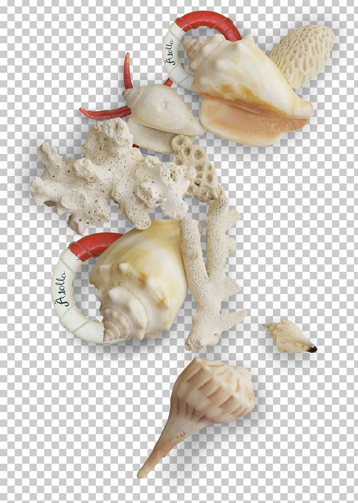 Seashell Mollusc Shell PNG, Clipart, Animal Source Foods, Beach, Clams Oysters Mussels And Scallops, Cockle, Conch Free PNG Download