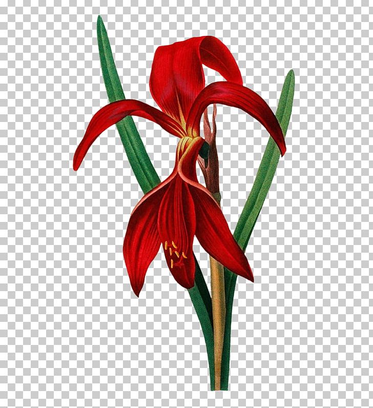 Amaryllis Cut Flowers PNG, Clipart, Amaryllis, Amaryllis Family, Coreldraw, Cut Flowers, Download Free PNG Download