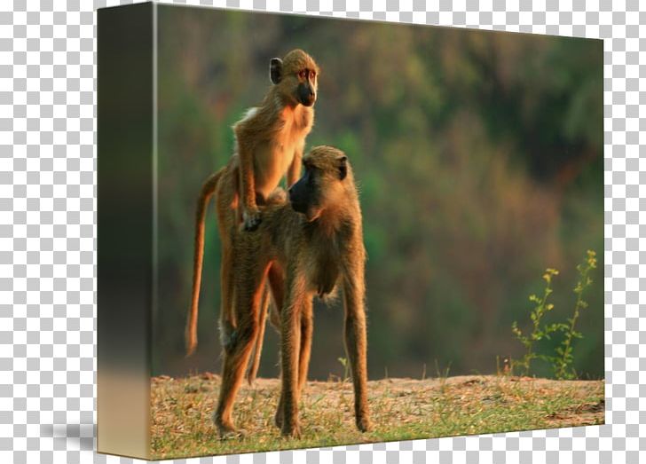 Dog Breed Fauna Wildlife PNG, Clipart, Animals, Baboon, Breed, Dog, Dog Breed Free PNG Download