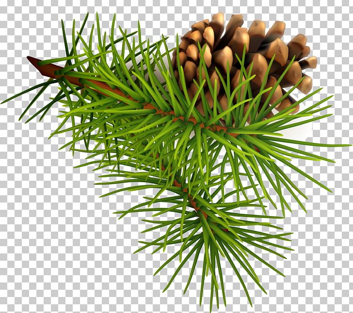 Pine Conifer Cone Christmas PNG, Clipart, Background Green, Botany, Branch, Conifer, Decorative Free PNG Download