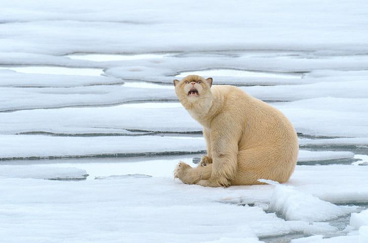 Polar Bear Arctic Dog Cat PNG, Clipart, Animal, Animals, Arctic, Arctic Ocean, Bear Free PNG Download