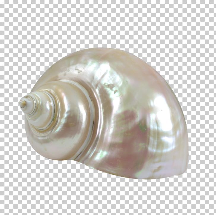 Seashell Turbo Marmoratus Sea Snail Shankha Conch PNG, Clipart, Animals, Conch, Craft, Jewellery, Material Free PNG Download