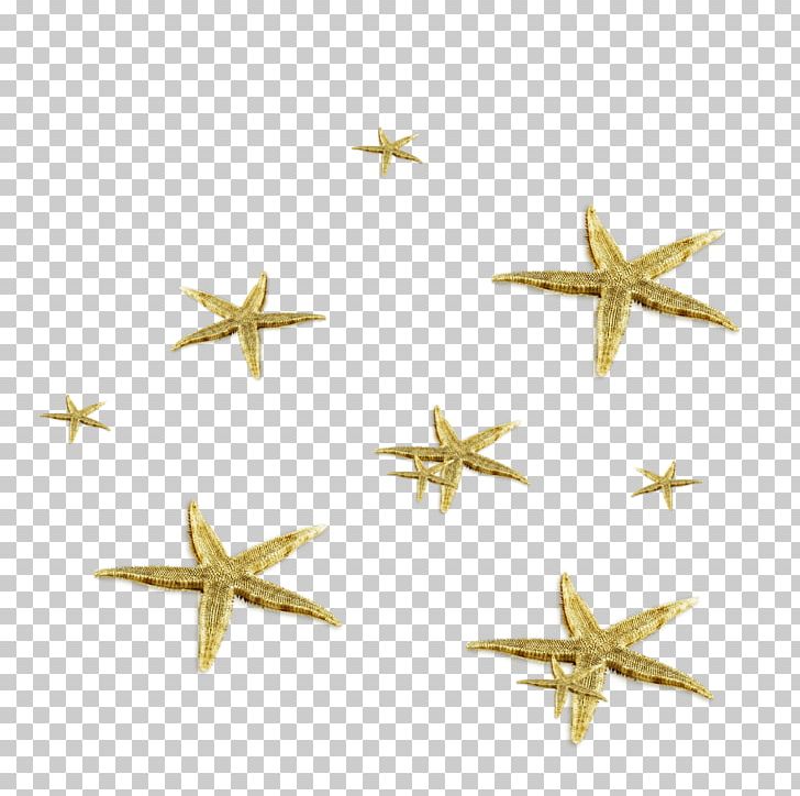 Starfish Sea Animal PNG, Clipart, Animal, Animals, Color, Echinoderm, Fivepointed Star Free PNG Download