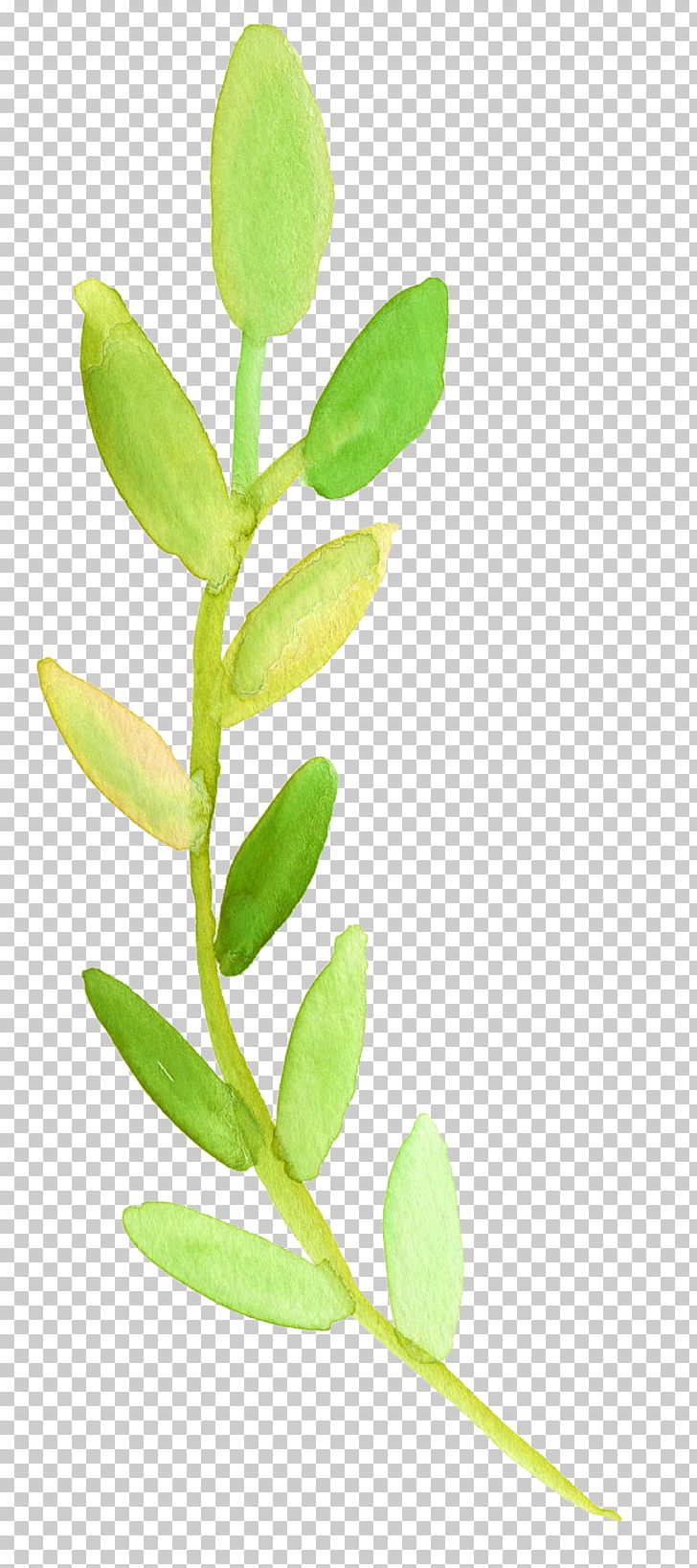 Watercolor Painting Transparent Watercolor Plant Stem Leaf PNG, Clipart, Art, Branch, Clip Art, Color, Flower Free PNG Download