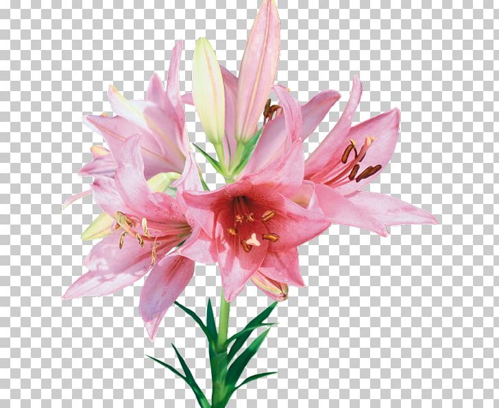 Cut Flowers PNG, Clipart, Amaryllis Belladonna, Amaryllis Family, Animation, Color, Cut Flowers Free PNG Download