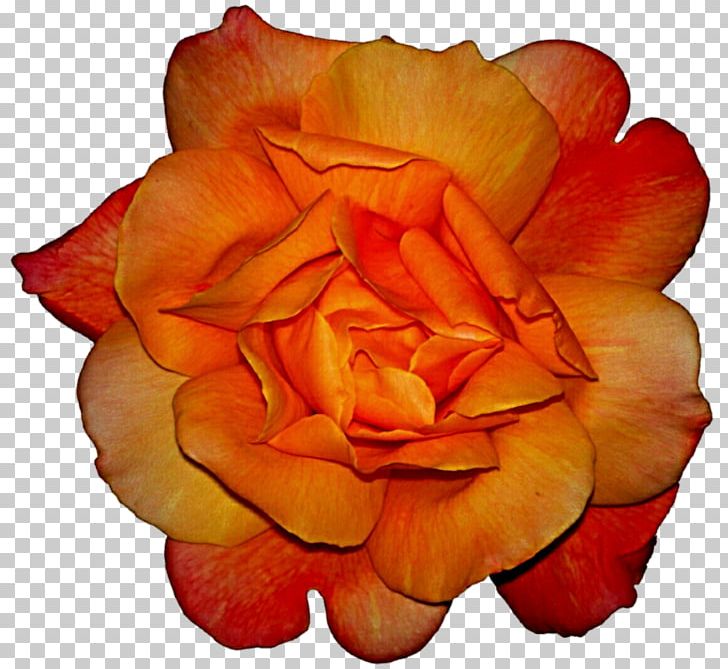 Garden Roses Orange Floribunda PNG, Clipart, Color, Cut Flowers, Floribunda, Flower, Flowering Plant Free PNG Download