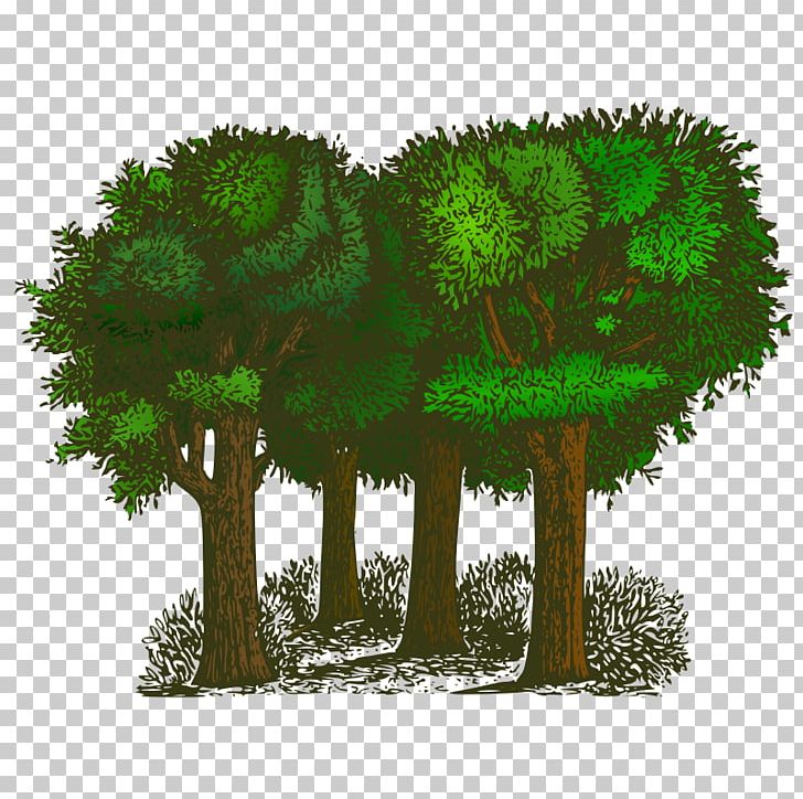 Tree Free Content PNG, Clipart, Biome, Branch, Cedar Tree Drawing, Drawing, Evergreen Free PNG Download